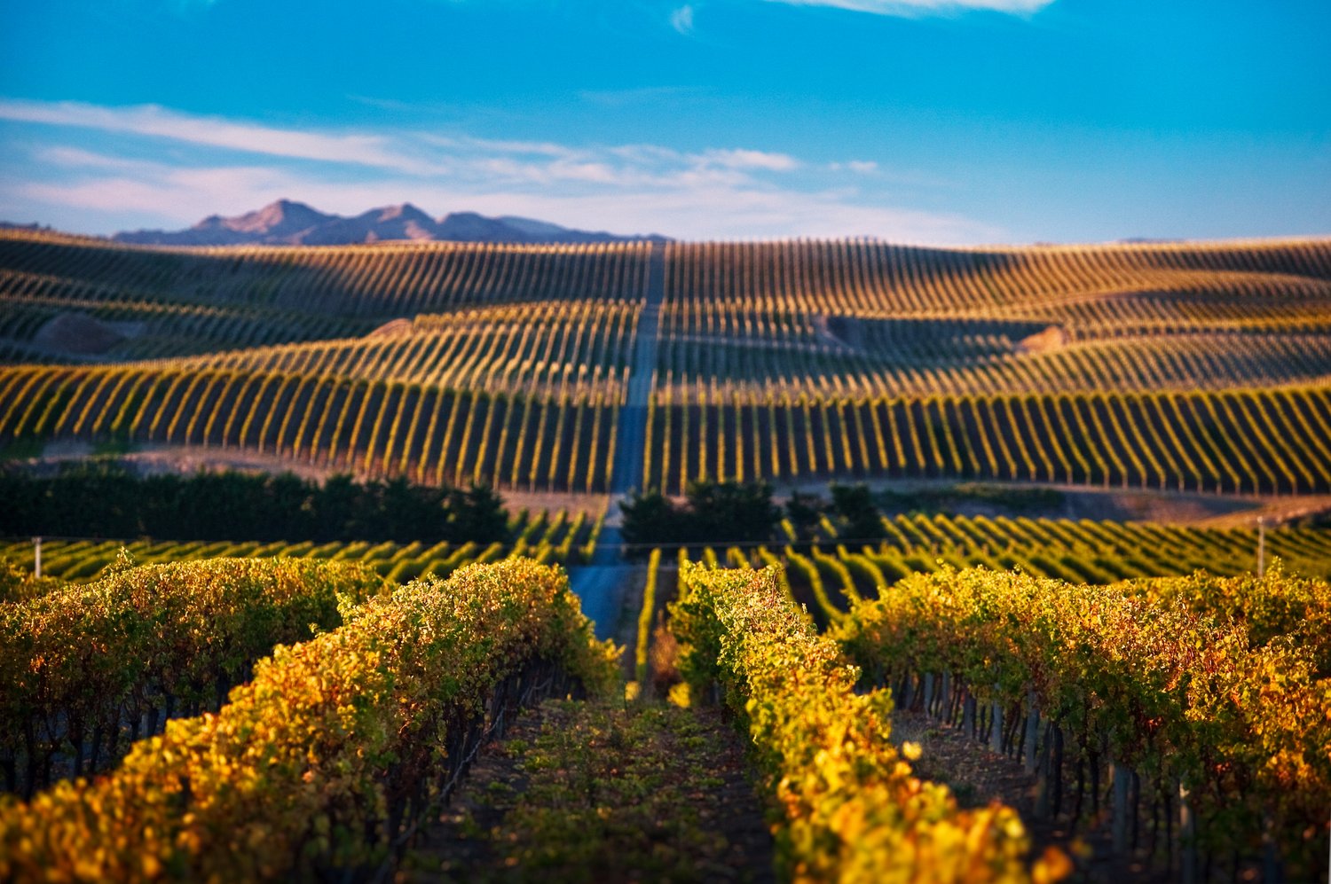Wine regions of New Zealand