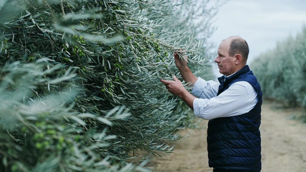 Olive grower inspecting the orchard