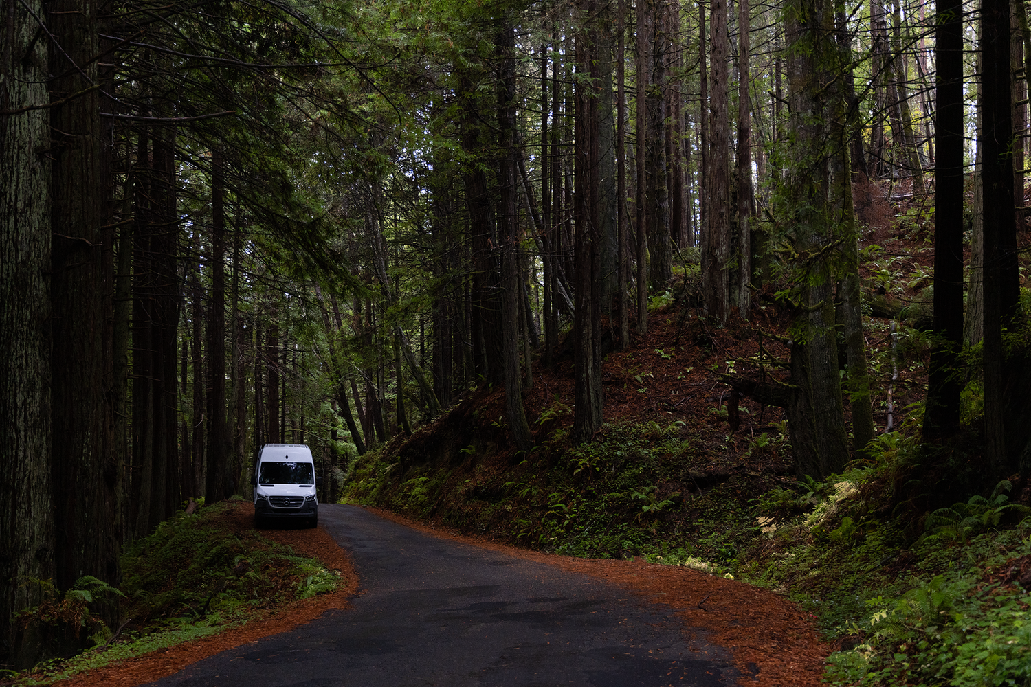 On the road, through the redwoods
