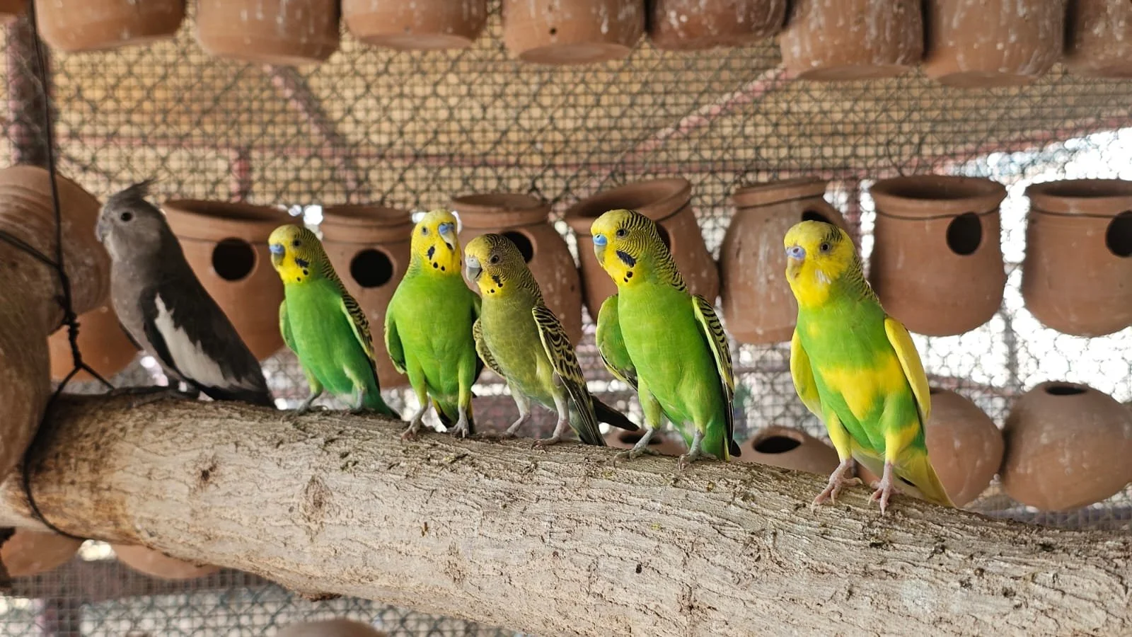 Parakeet