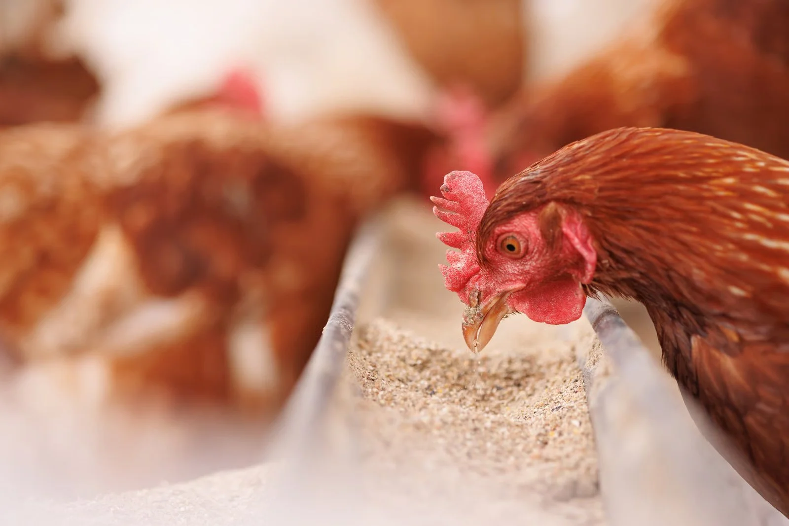 Chickens