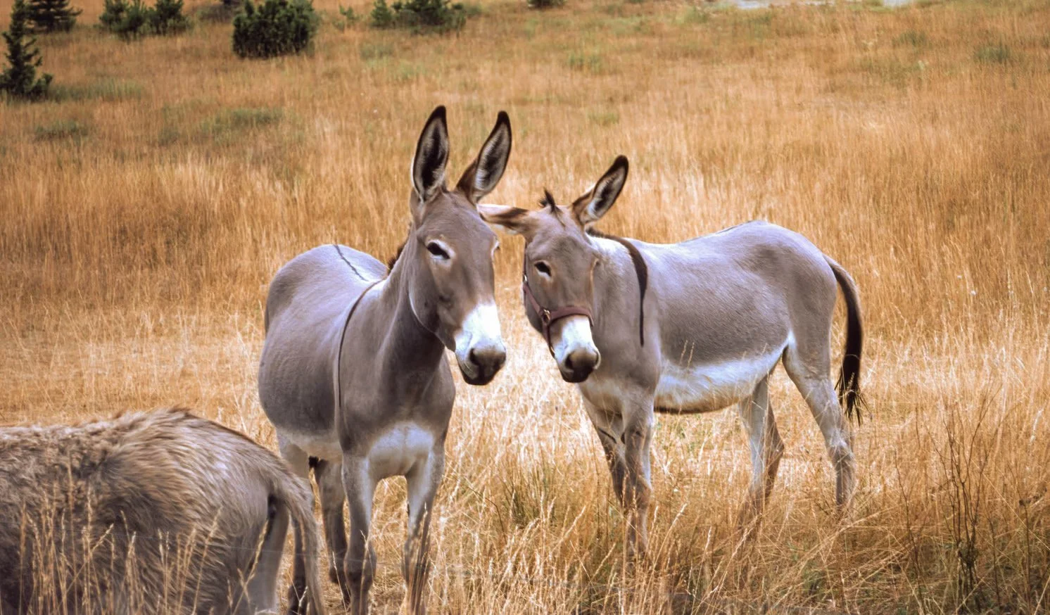 Donkeys
