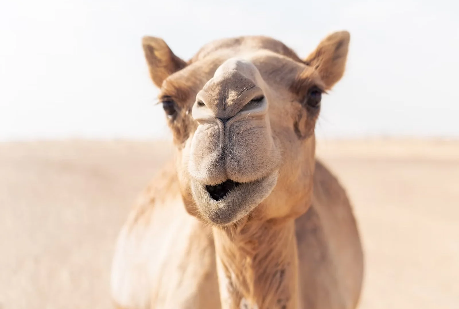 Camels
