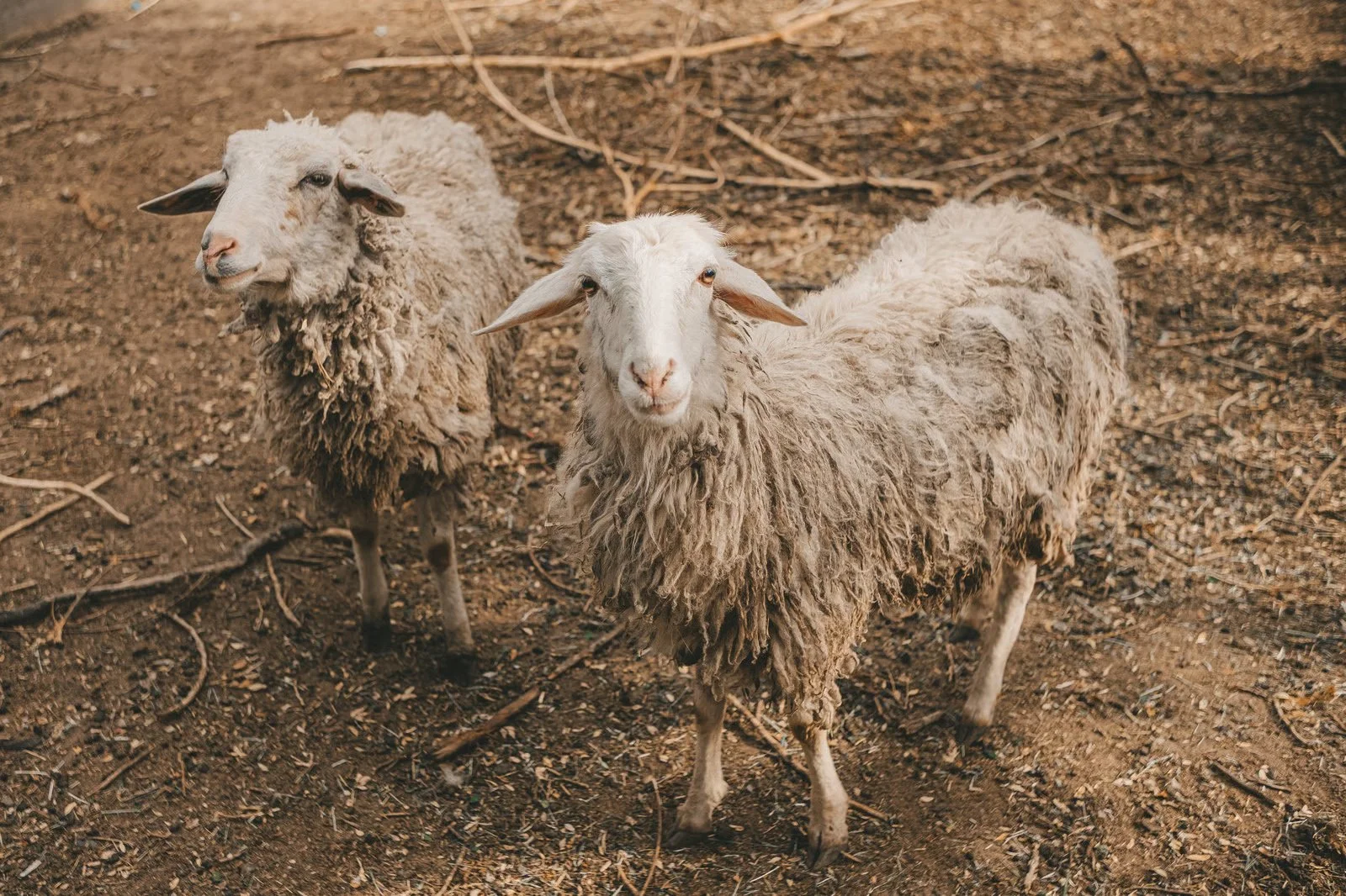 Sheep