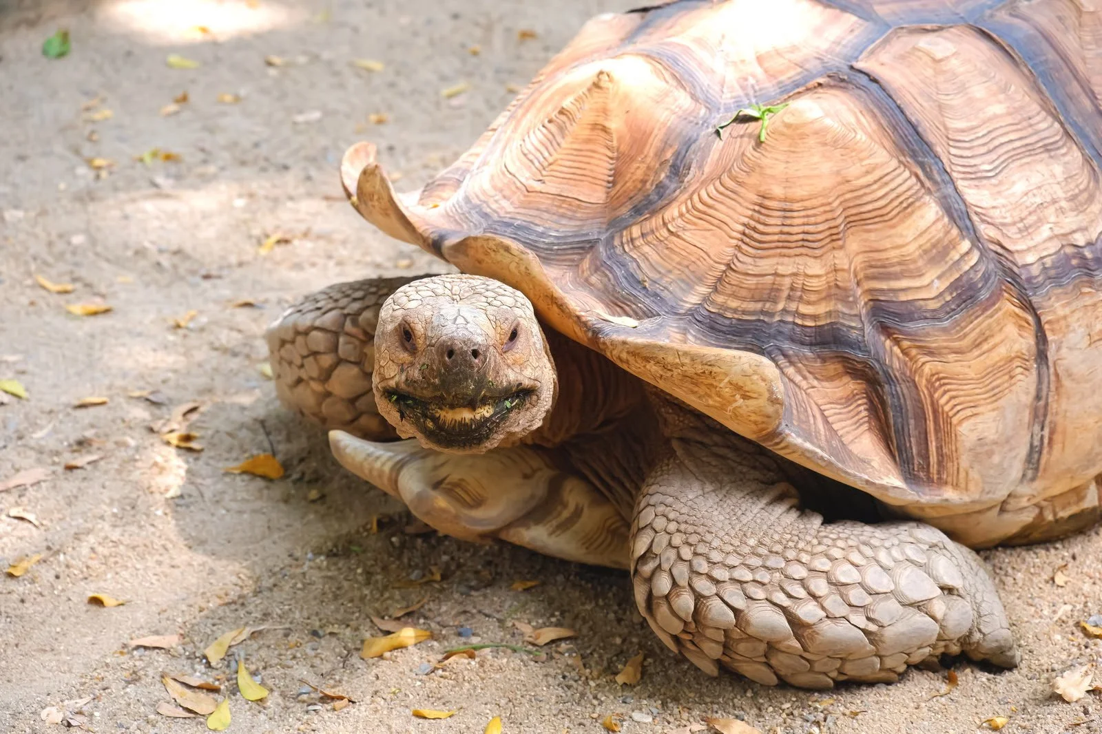 African Spurred Tortoise
