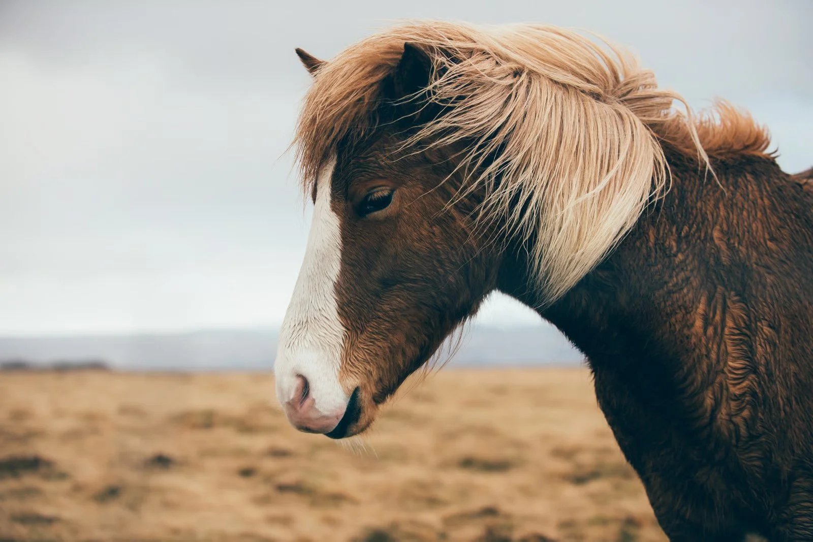 Pony