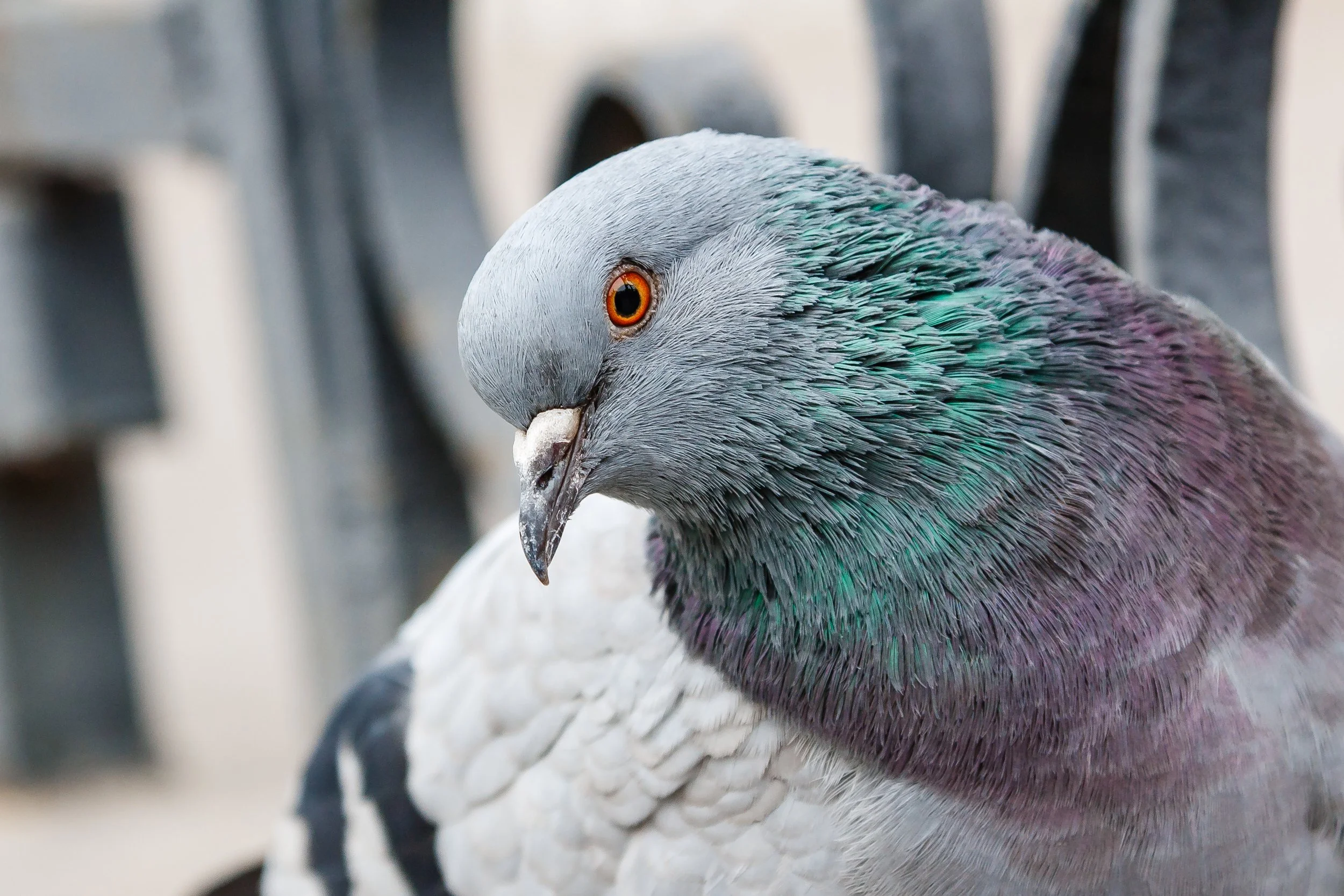 Pigeons