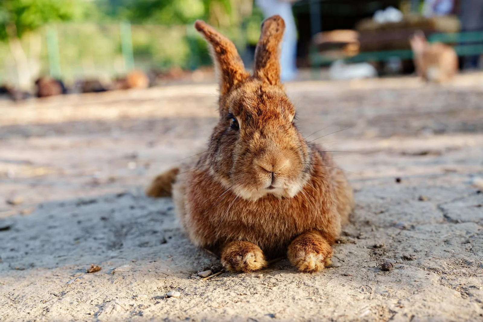 Rabbit