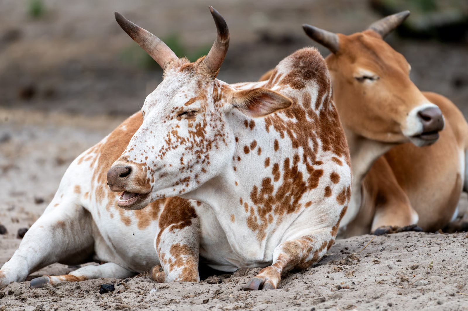 Cows