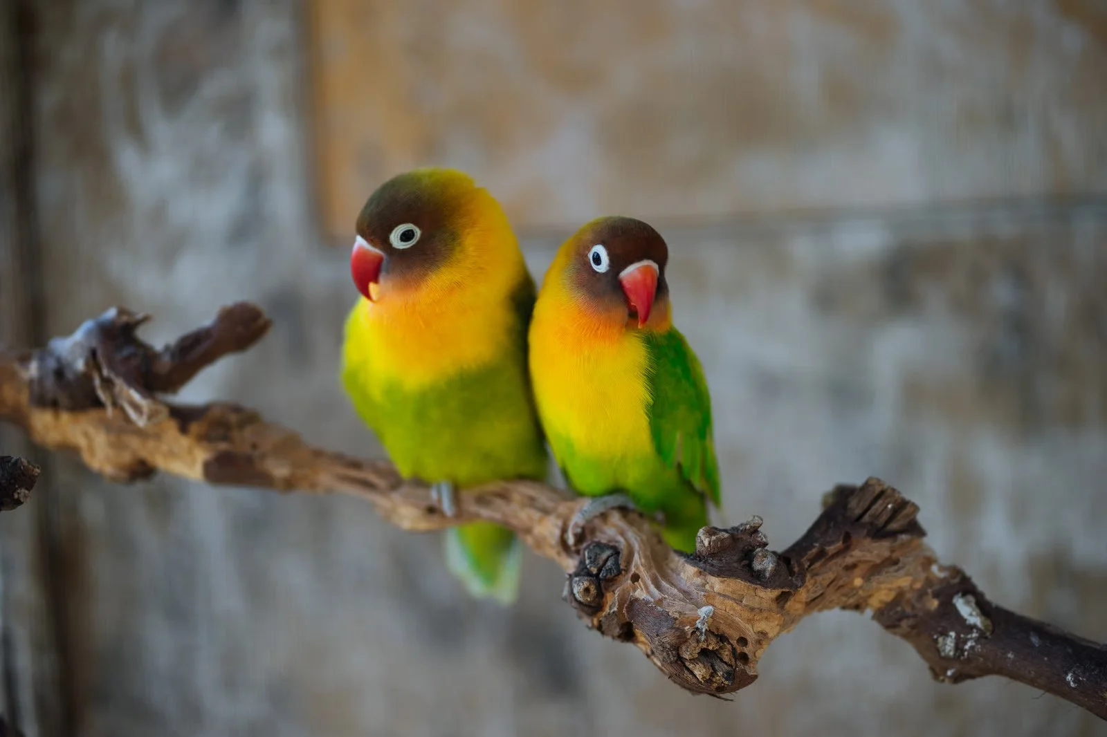 Lovebirds