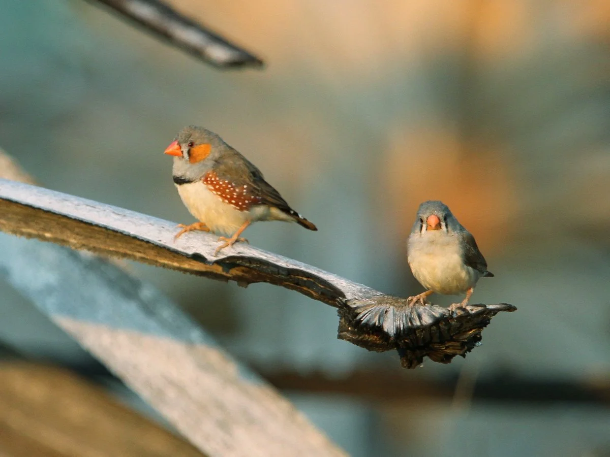Sunda Zebra Finch