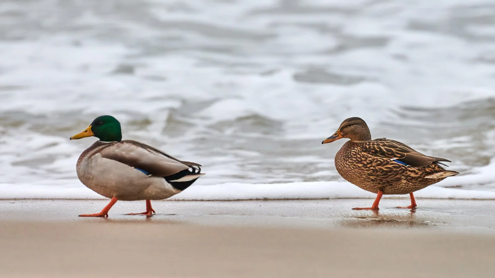 Ducks