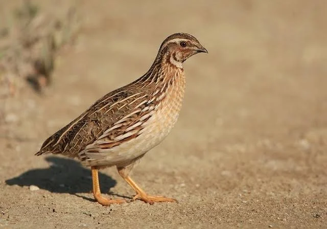 Quail