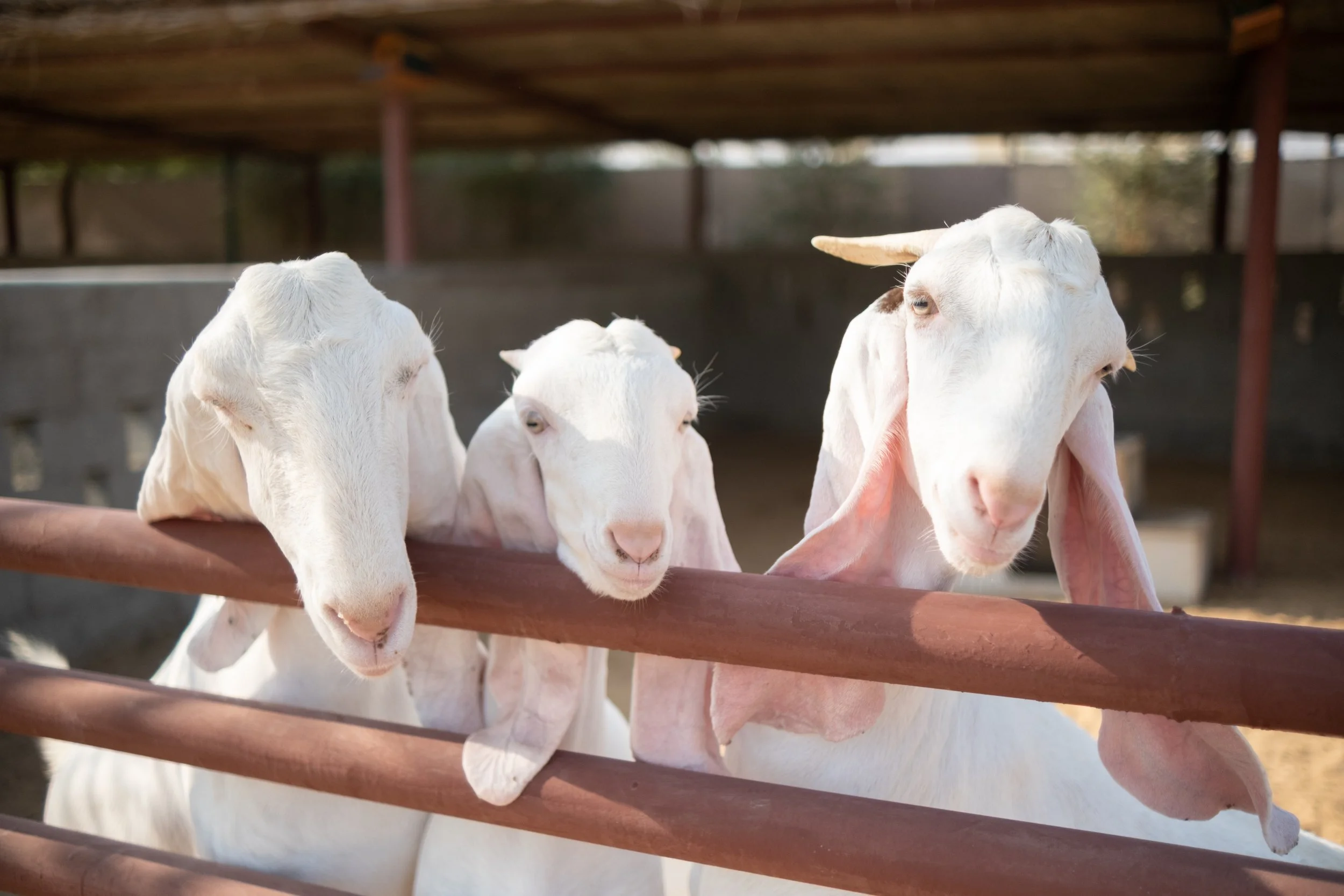 Goats