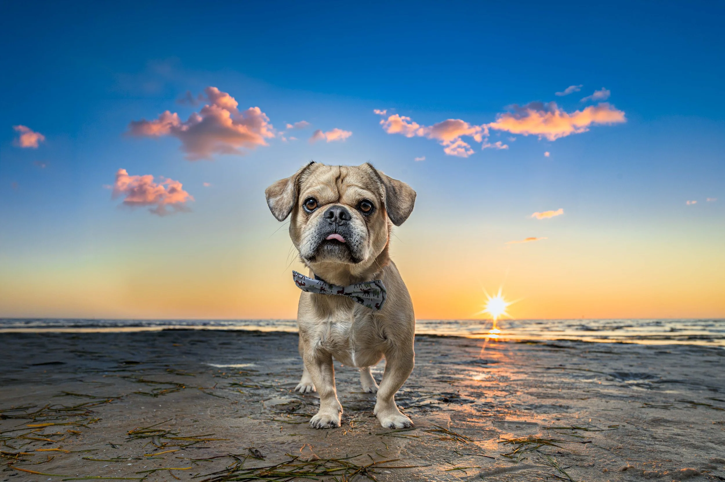 Museum quality framed fine art pet portrait