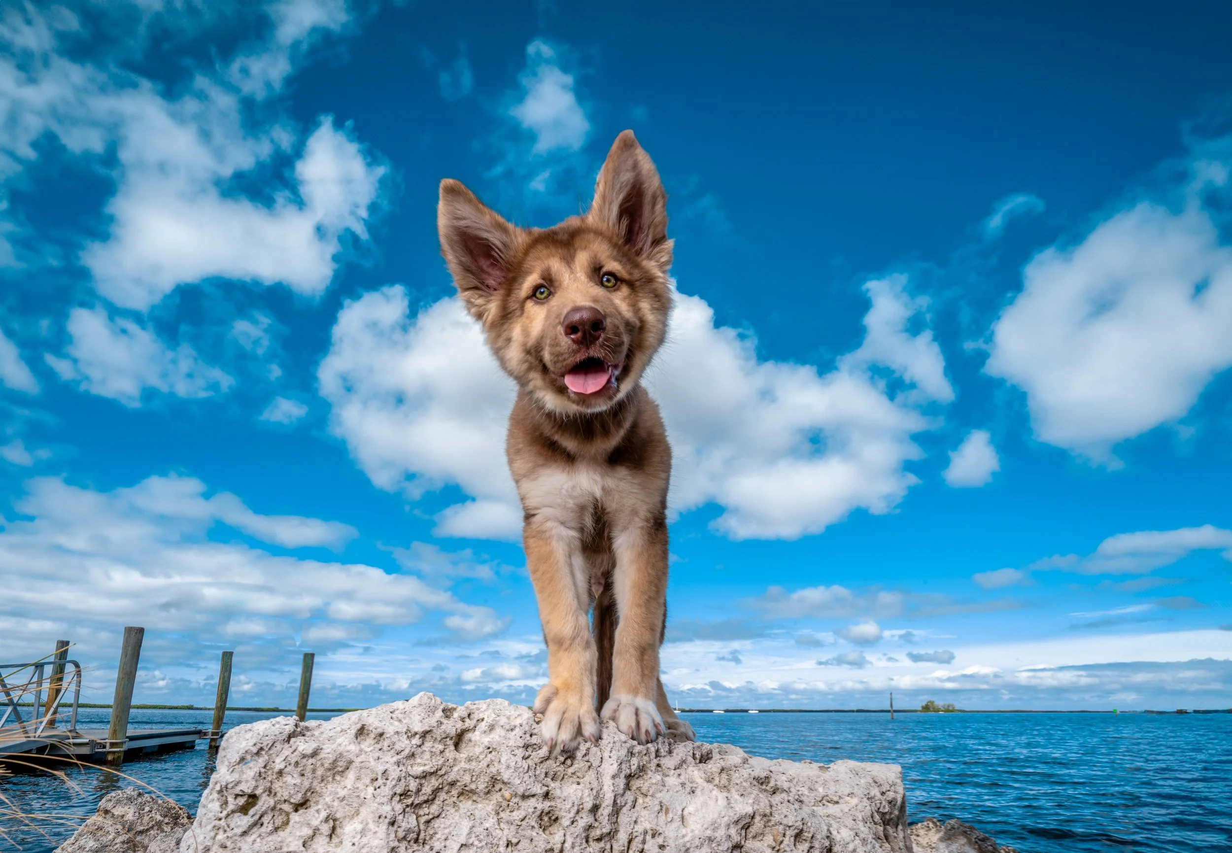 Fine art pet portrait of a dog outdoors