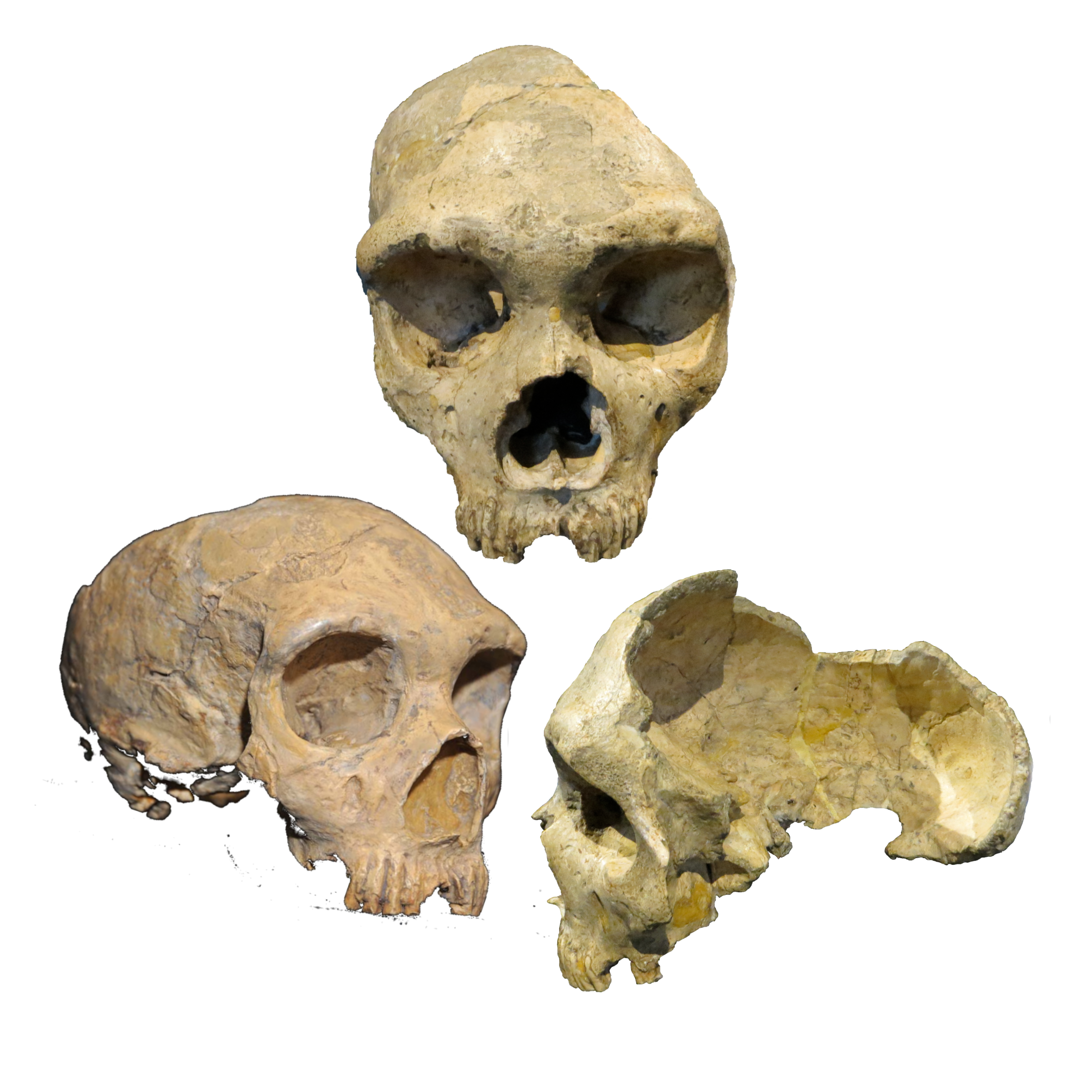 Gibraltar 1 Neanderthal Fossil