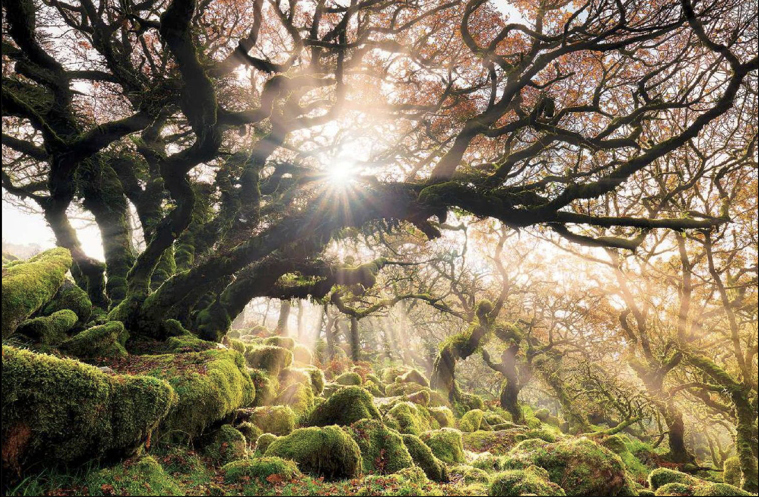 Ancient moss-covered oak grove with sunlight streaming through the branches