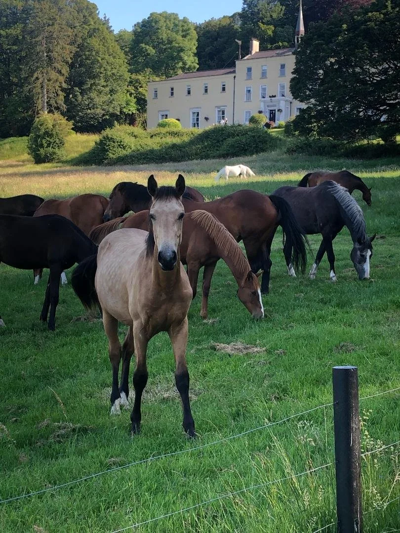Horses grazing on the grounds