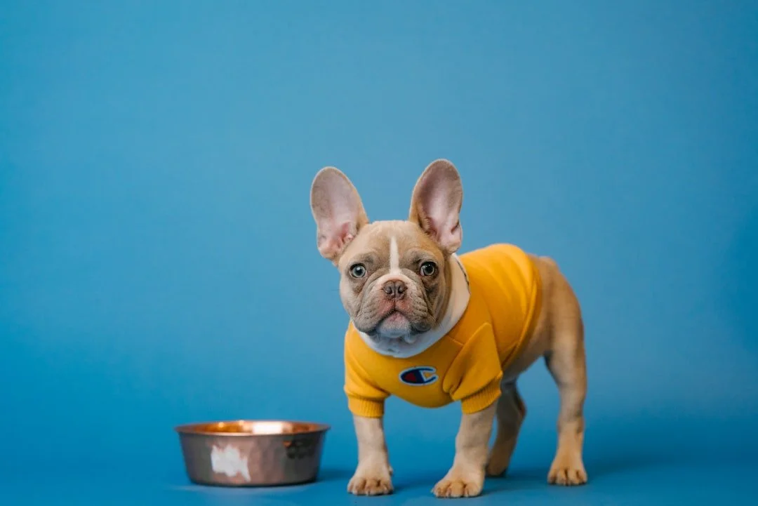 Can Dogs Eat Vegan Food article from Daily Doggy News