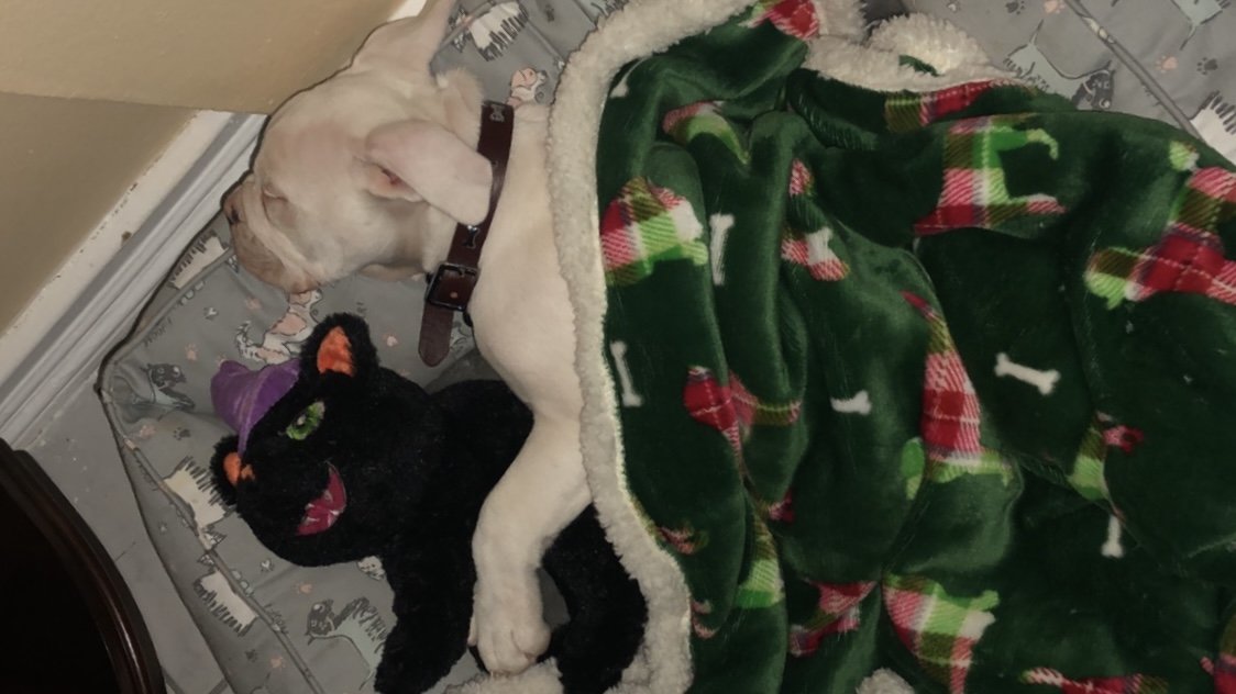 Tyson resting peacefully after an indoor encounter with a seasonal pest