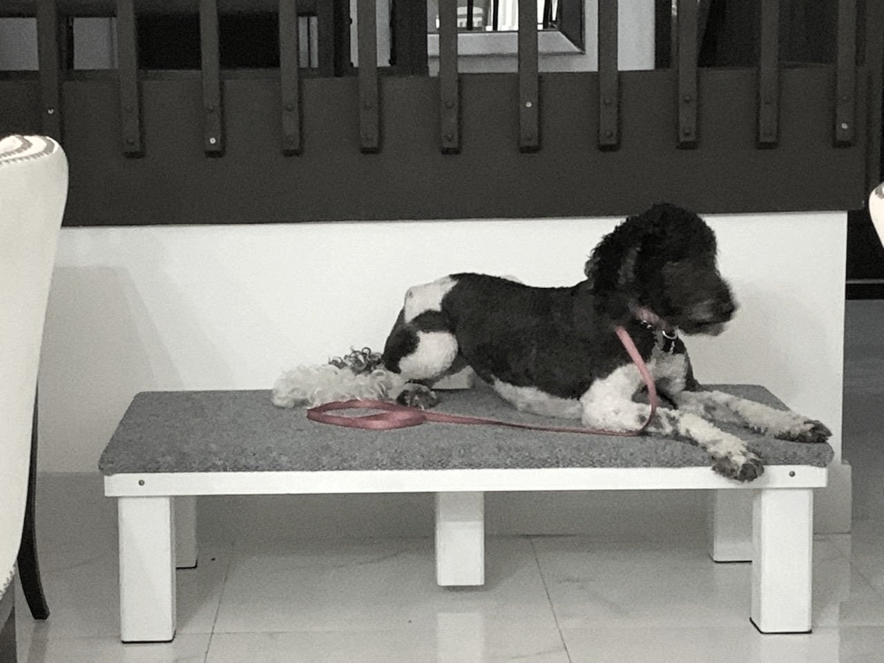 Dog using a platform during a training session