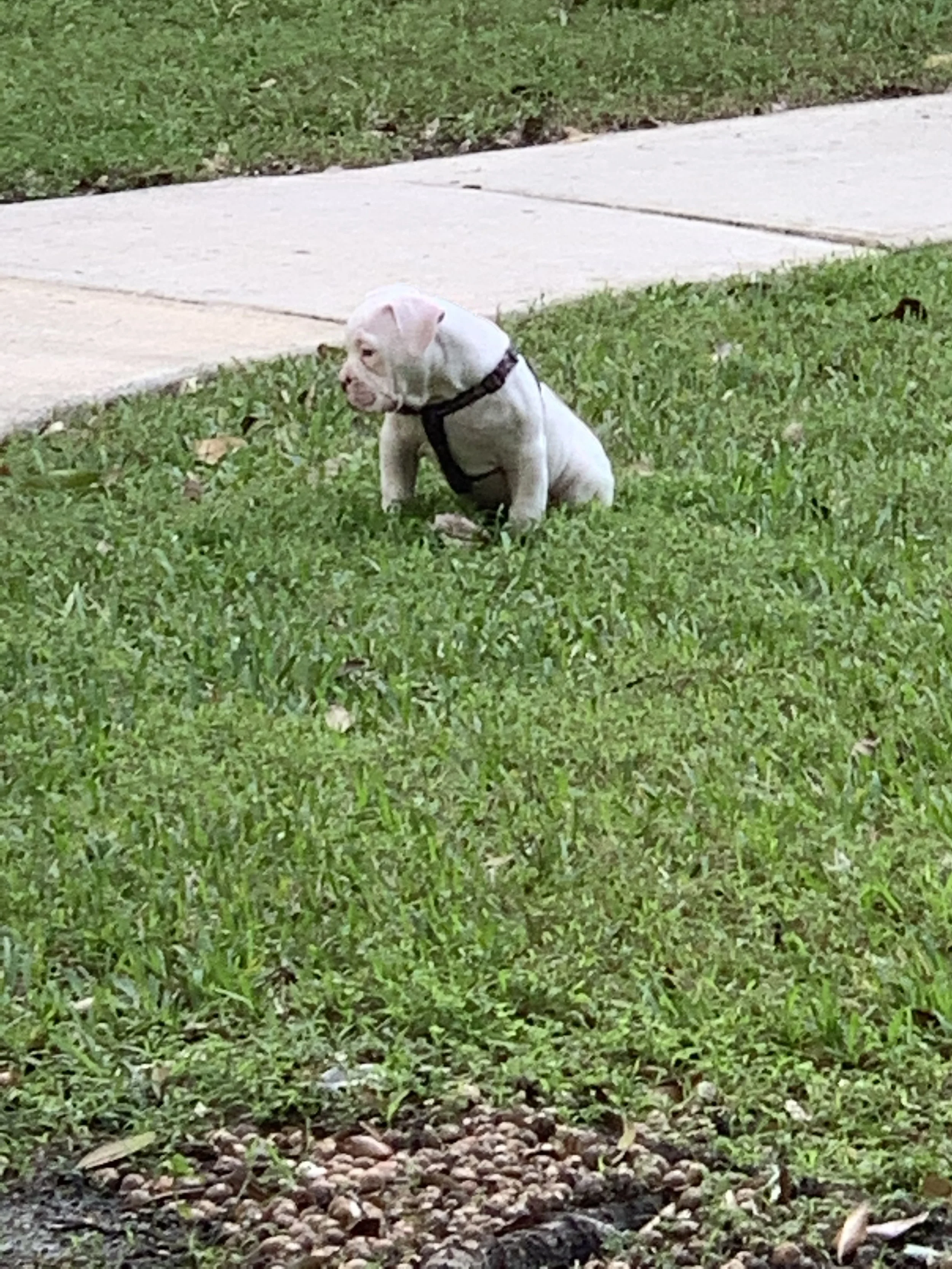 Tyson during his puppy months at home