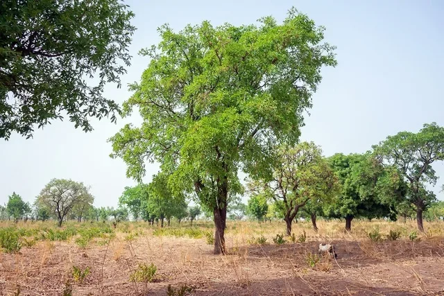 Shea trees in a savannah landscape in northern Ghana