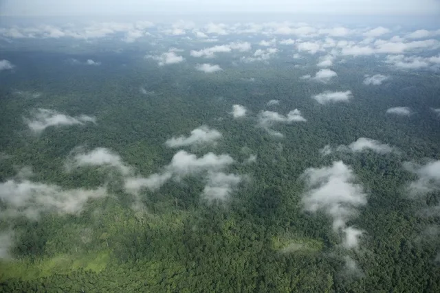 Aerial view of forest under low cloud