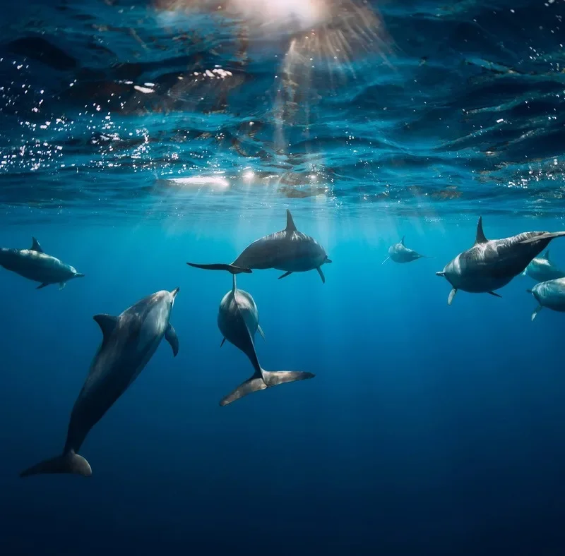Dolphins swimming in open ocean
