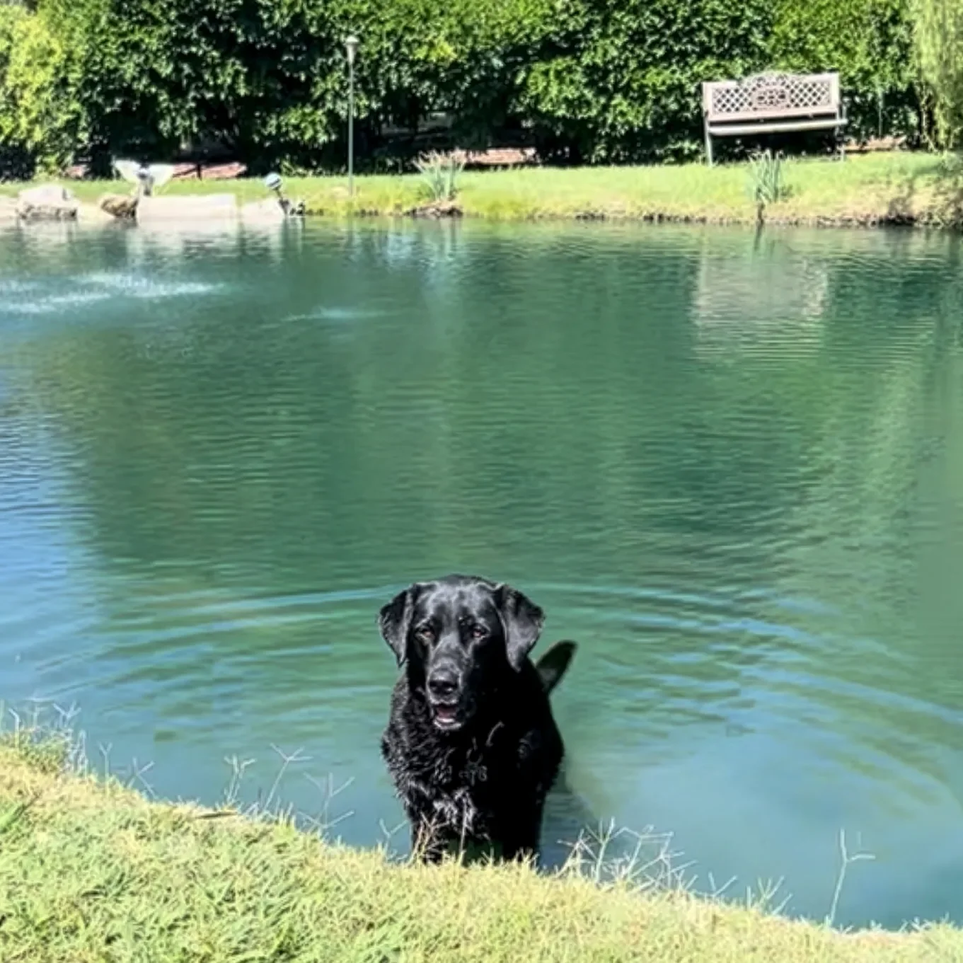 Cowboy the black Labrador at the pond
