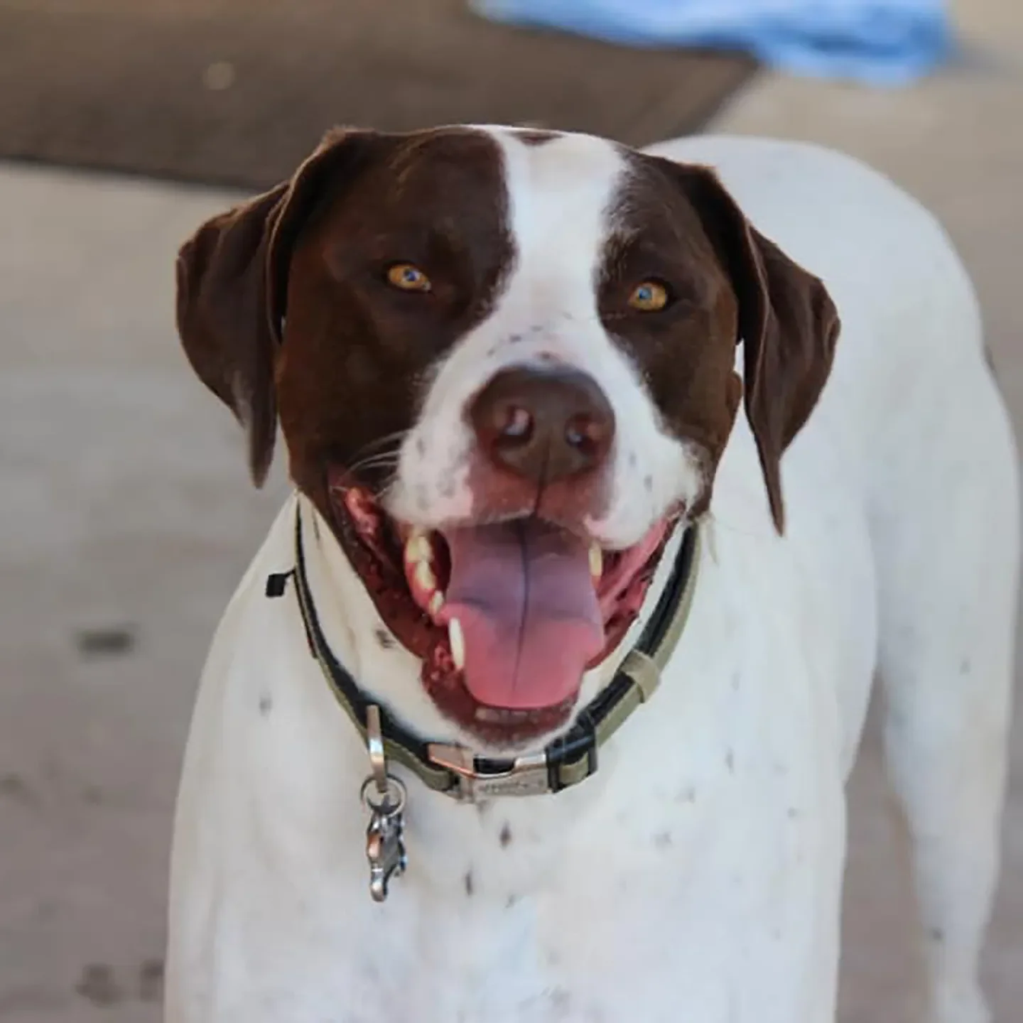 Huck the dog on the farm