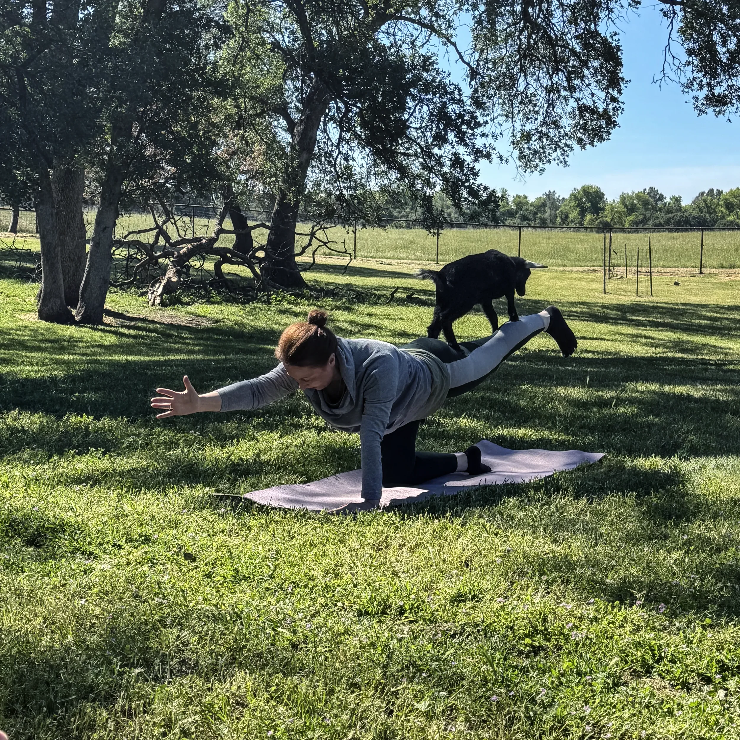 Goat yoga session at Hollow Oak Acres farm in Lincoln, California