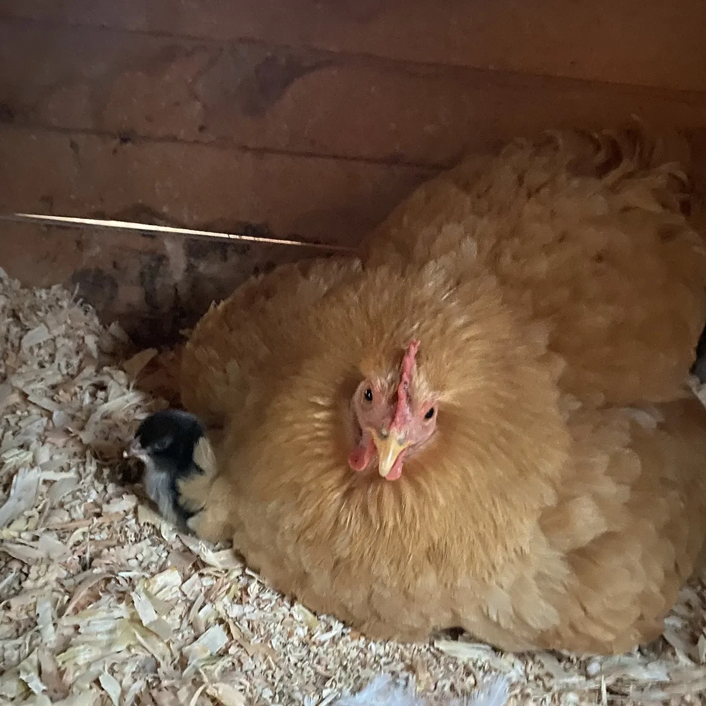 Cochin hen with a chick