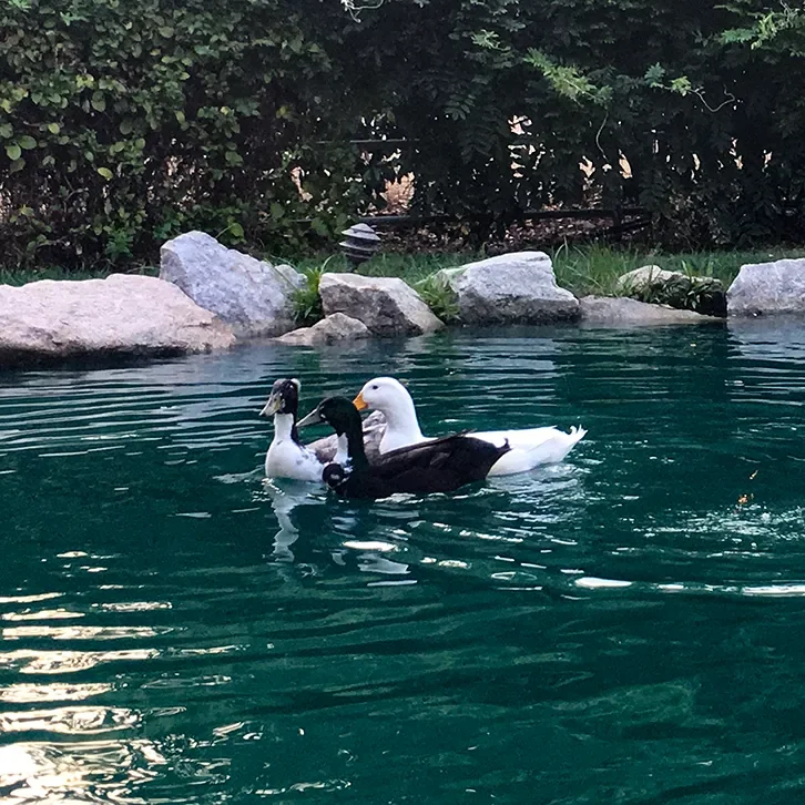 Farm ducks gathered near the pond
