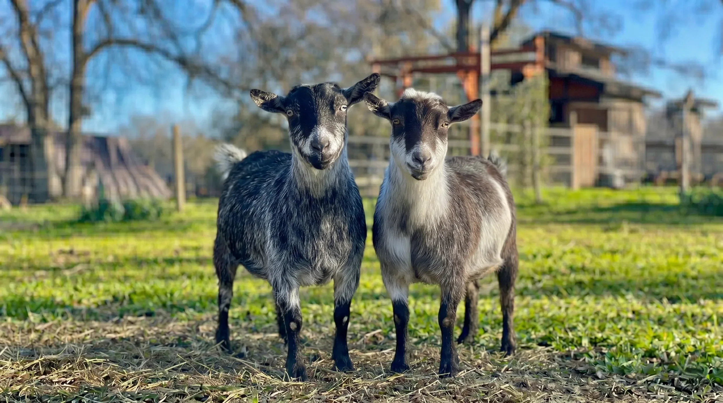 Nigerian Dwarf goats Sugar and Spice