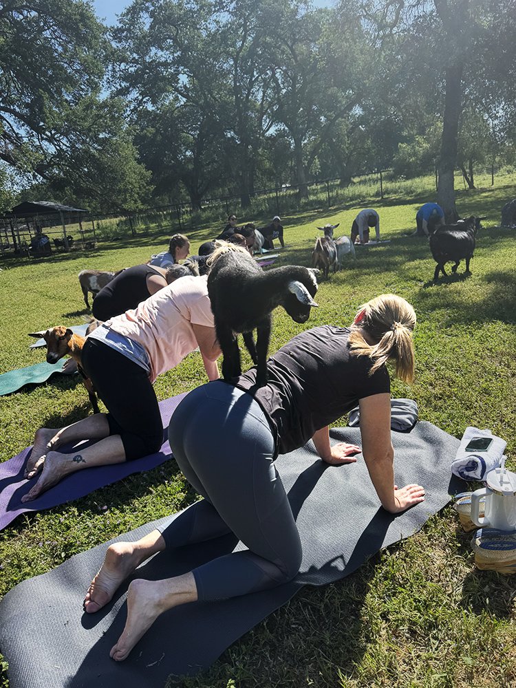 Goat standing on a guest during an outdoor Goat Yoga class at Hollow Oak Acres