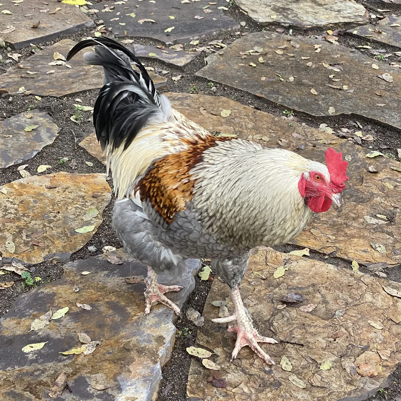 Free range rooster on the farm