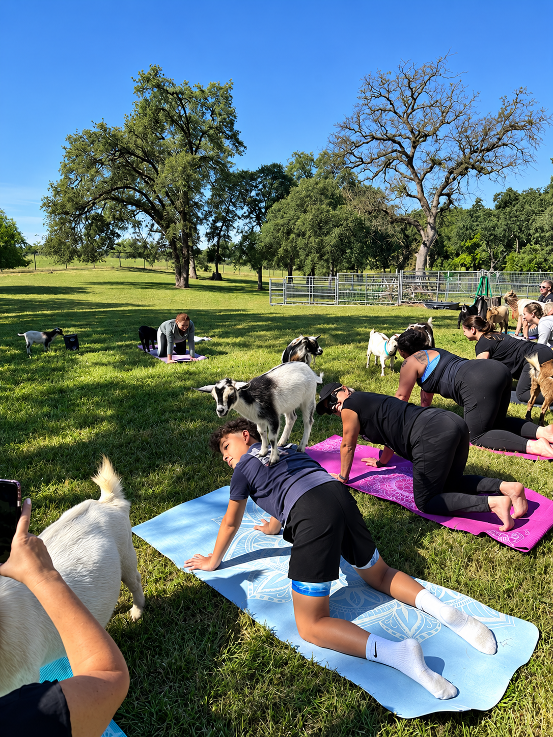 Guest participating in an outdoor Goat Yoga class with Nigerian Dwarf goats at Hollow Oak Acres