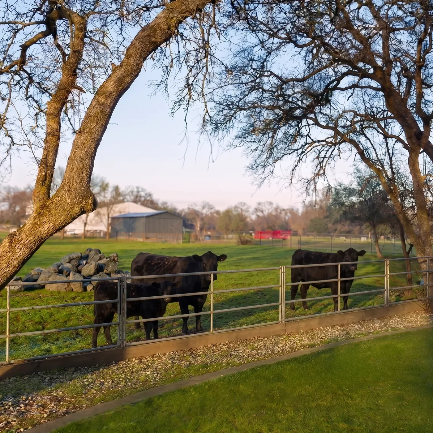 Three black cows in the pasture under oak trees
