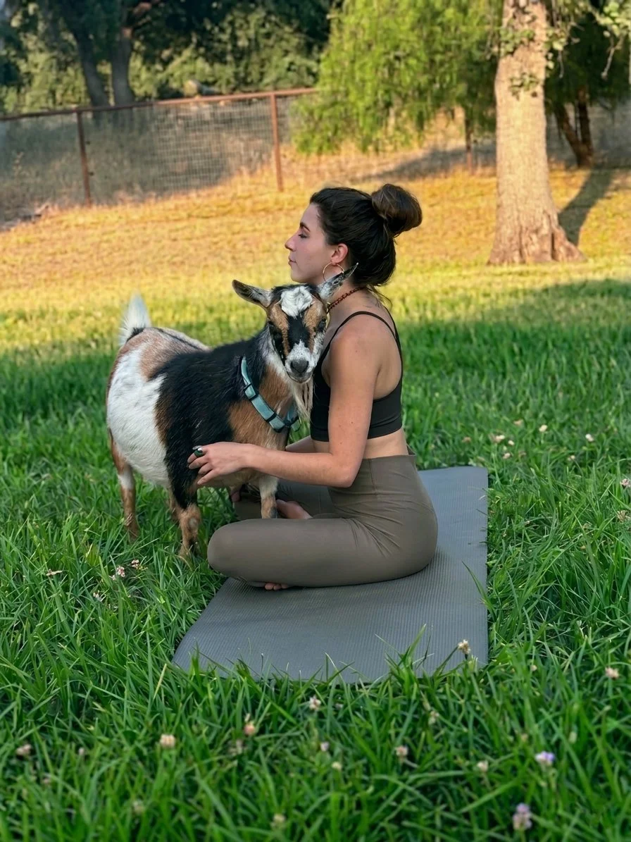 Goat yoga class at Hollow Oak Acres farm, Lincoln California
