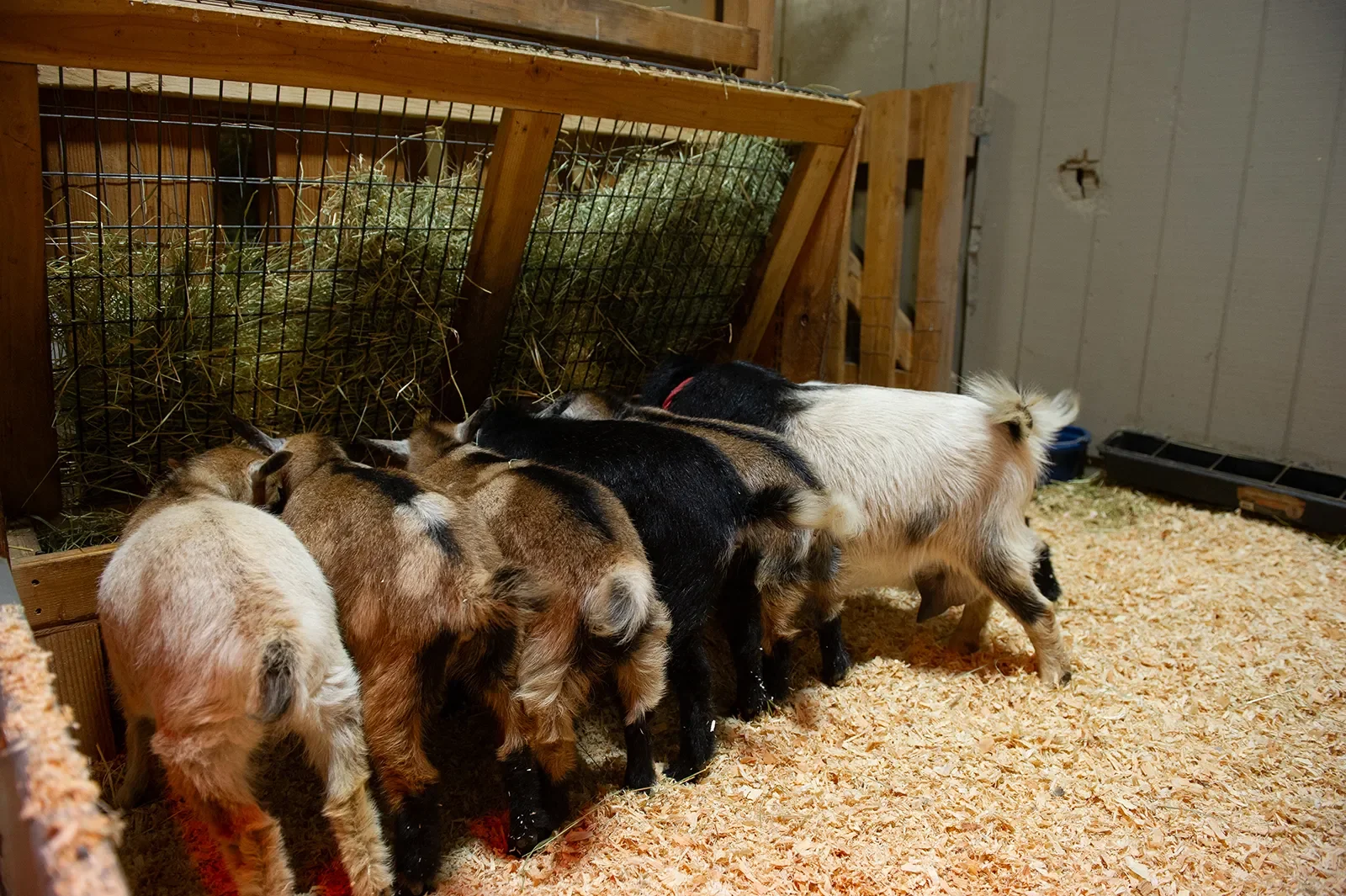 Nigerian Dwarf goat kids at the hay rack