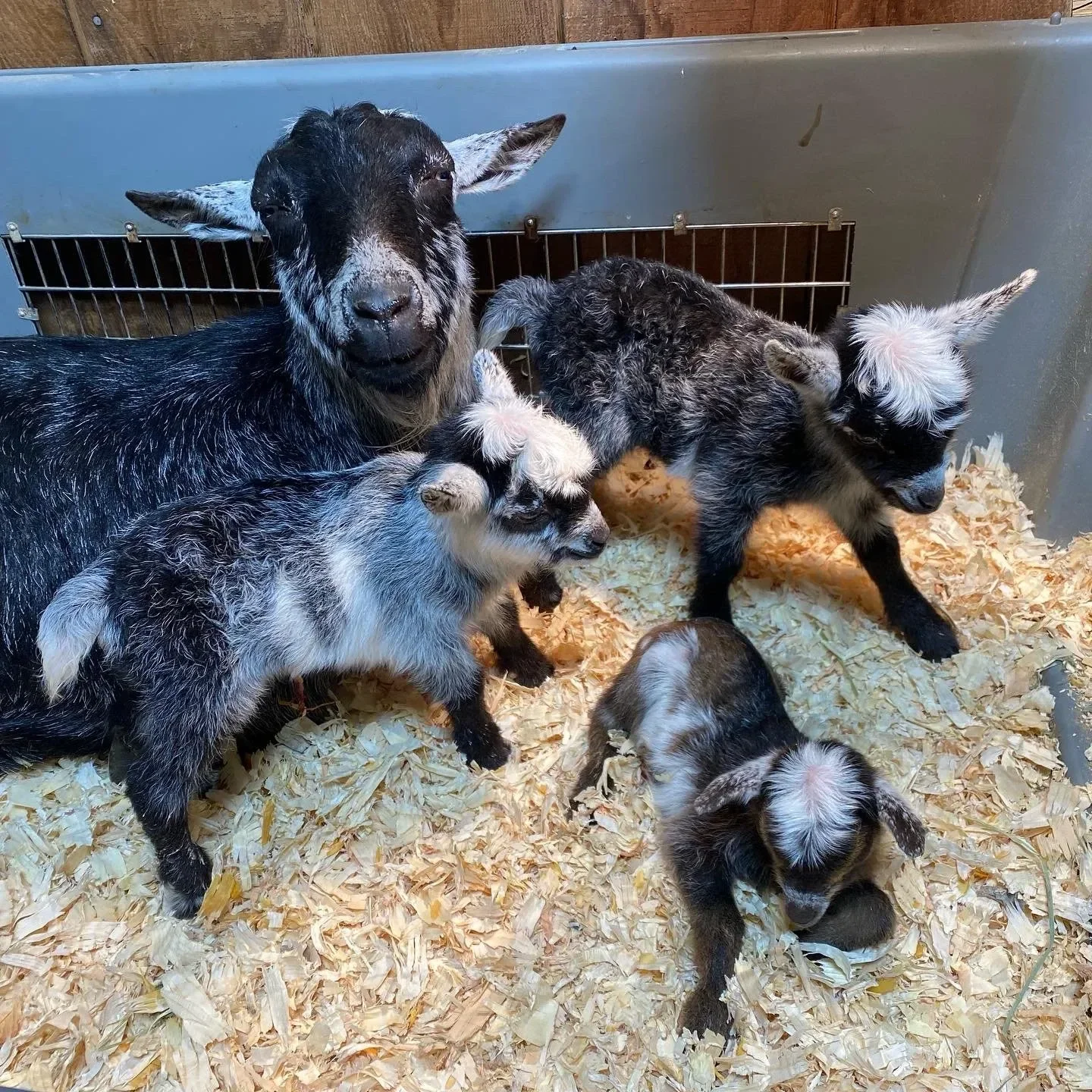A mother Nigerian Dwarf goat with her three babies at Hollow Oak Acres farm in Lincoln, California
