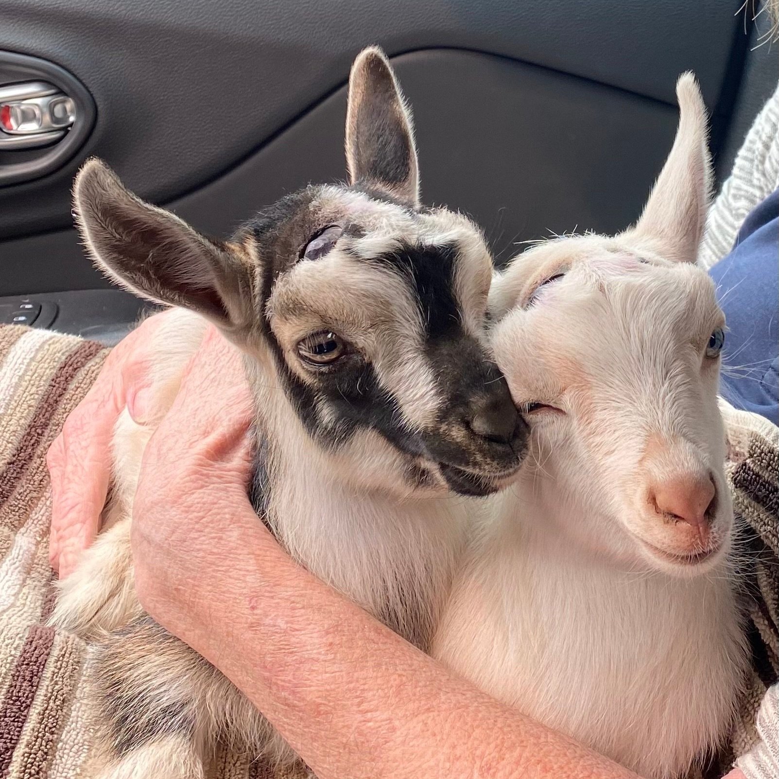Lily and Willow, Nigerian Dwarf goats, the day they were brought home to Hollow Oak Acres