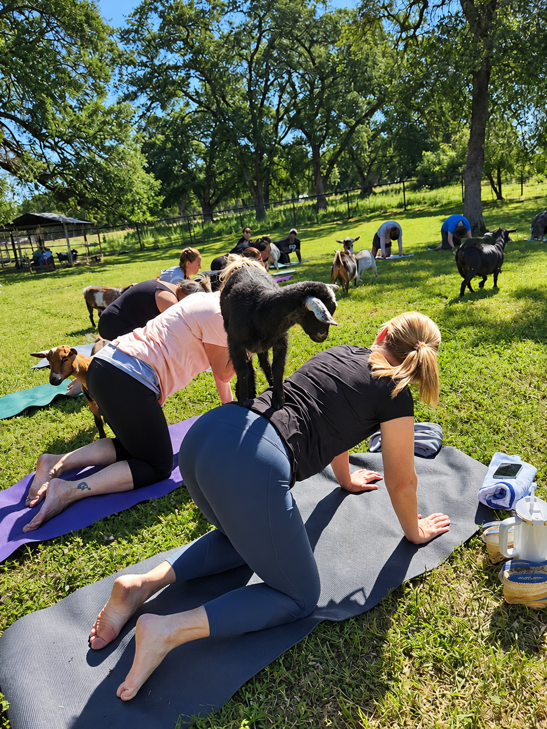 Nigerian Dwarf goat standing on a guest's back during a previous Goat Yoga experience