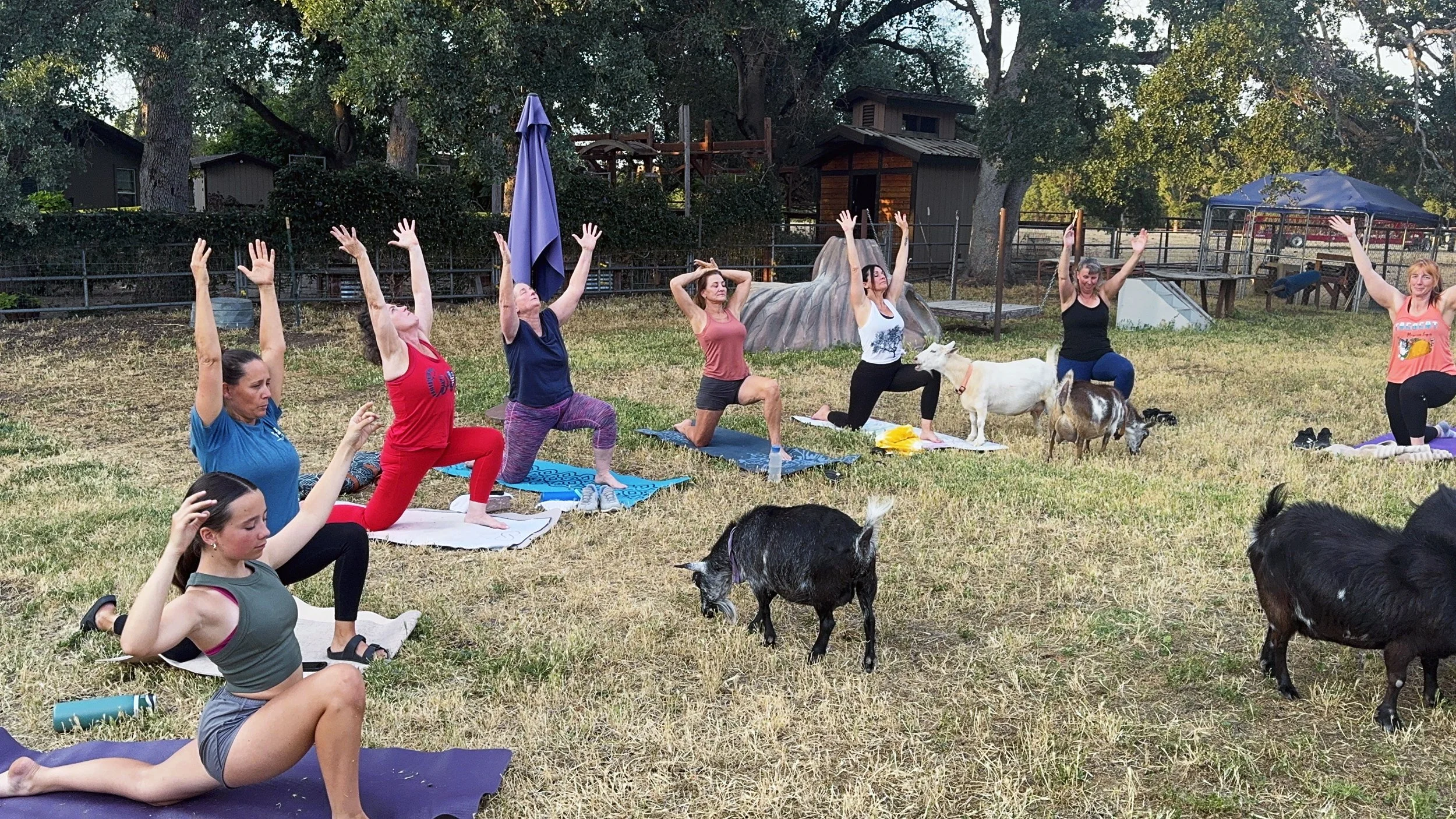 Outdoor wellness experience with guests and goats beneath the trees at Hollow Oak Acres