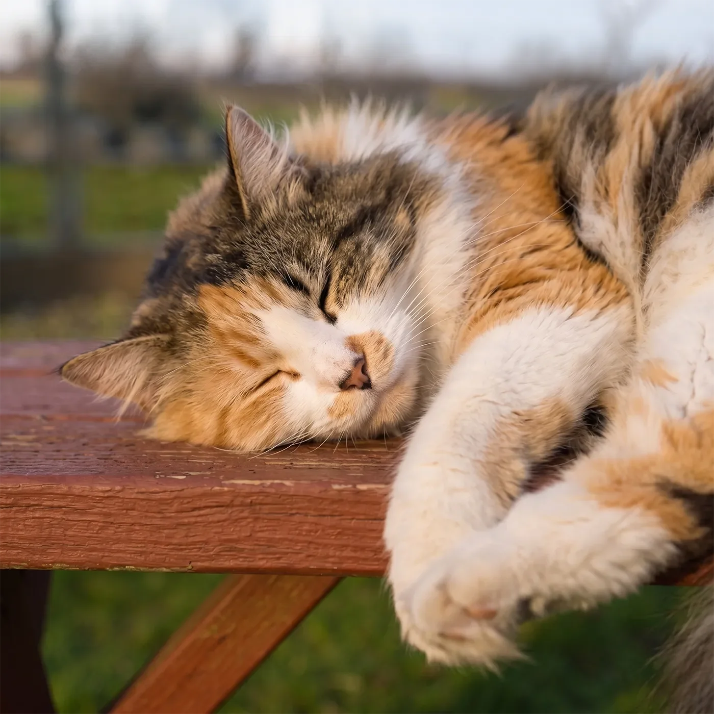 Resident farm cat sleeping