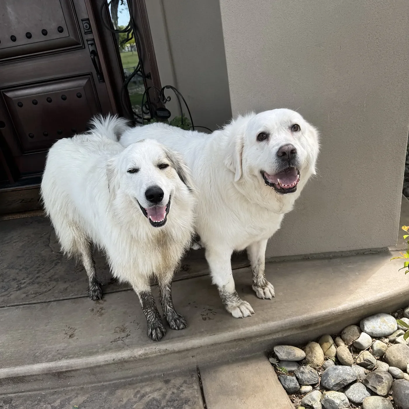Great Pyrenees livestock guardian dogs Hank and Daisy