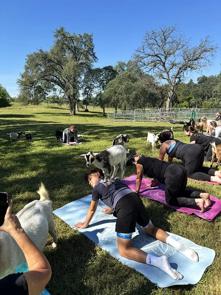 Guest participating in Goat Yoga with Nigerian Dwarf goats at Hollow Oak Acres