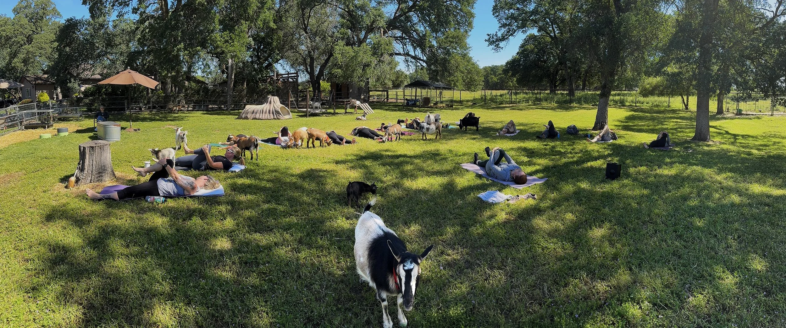 Guests enjoying Goat Yoga with goats beneath the oak trees at Hollow Oak Acres in Lincoln, California